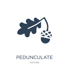 Fototapeta premium pedunculate icon vector on white background, pedunculate trendy
