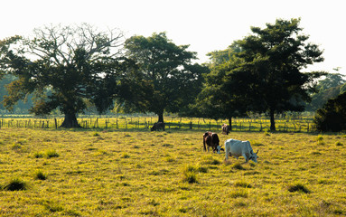 Obraz premium Vacas pastando