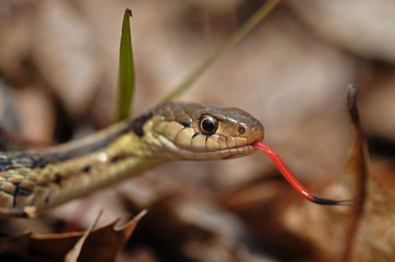 Garter snake flicking tongue