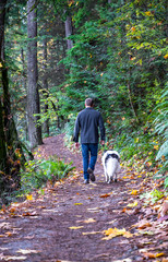 Fototapeta premium Man walks with dog along forest path breathing in fresh healthy air