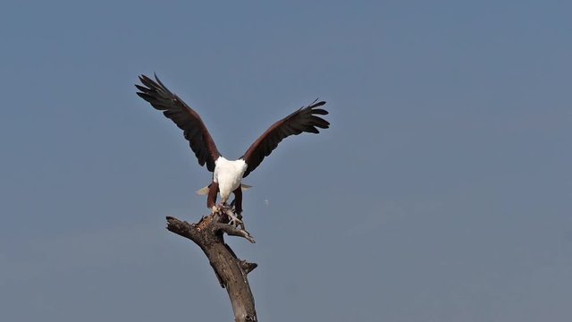 African Fish-Eagle, haliaeetus vocifer, Adult in flight, Fish in Claws, Fishing at Baringo Lake, Kenya , Slow motion