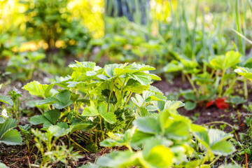 Industrial cultivation of strawberries. Bush of strawberry with flower in spring or summer garden bed. Natural growing of berries on farm. Eco healthy organic food horticulture concept background