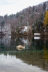 Obraz premium Swan on the Alpsee Lake in the winter, near important attraction points Neuschwanstein, bavarian town Hohenschwangau and Fussen, Bavaria, Germany