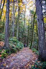 Two women walk along the autumn forest path breathing in fresh healthy air
