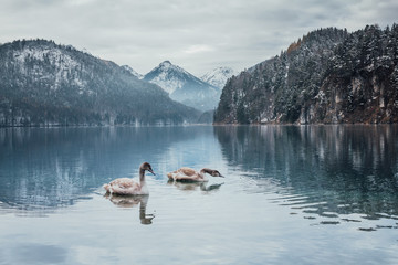Mute swans, lat. Cygnus olor, displaying on lake with snow mountains in background, Bavaria, Germany