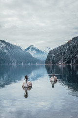 Swans on the Alpsee lake near Schwangau in Bavaria with views of the Alps
