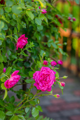 Beautiful roses in the garden, growing different varieties of flowers.