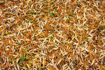 Photo texture. Carpet of fallen autumn leaves
