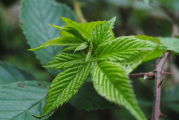 Green Bug Closeup on Green Leaf