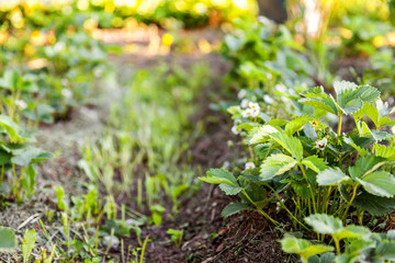 Industrial cultivation of strawberries. Bush of strawberry with flower in spring or summer garden bed. Natural growing of berries on farm. Eco healthy organic food horticulture concept background