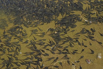 background tadpoles basking in the shallows