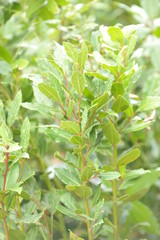 Laurus nobilis - Laurier-sauce