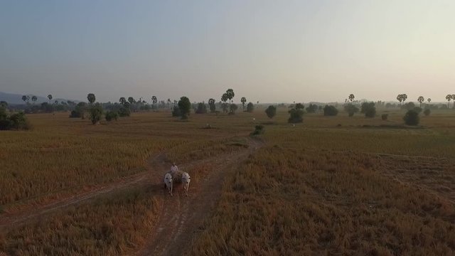 Aerial view of ox pulling a cart through dry fields, Kep, Cambodia.