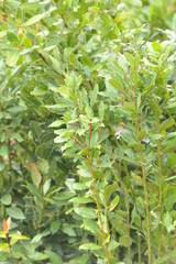 Laurus nobilis - Laurier-sauce