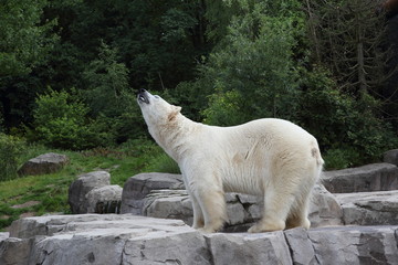 Eisbär an Land brüllt