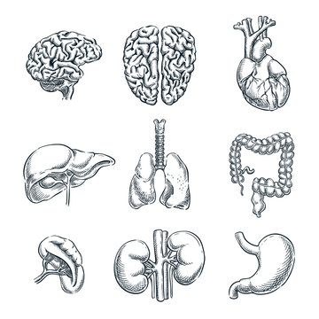 Human internal organs. Vector sketch isolated illustration. Hand drawn doodle anatomy symbols set