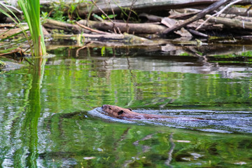 A beaver swimming next to a log mass