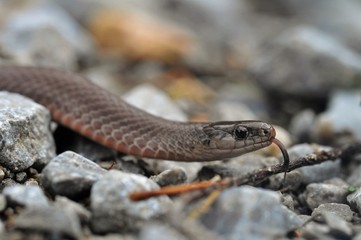 Smooth earth snake tongue flicking 