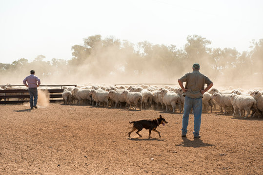 film stills at Weilmoringle NSW sheep muster at shearing shed