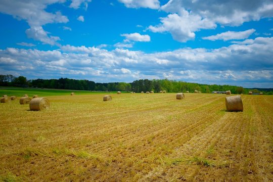 A scenic view of a freshly cut winter wheat field with bales of straw scattered on the land under partly cloudy skies. Raleigh, North Carolina. - Powered by Adobe