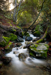 flowing mossy stream bed 