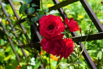 Dzika róża w ogrodzie