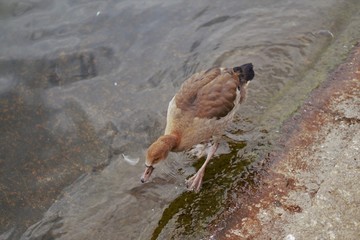 Kaczka krocząca po wodzie © Jan Kosobucki