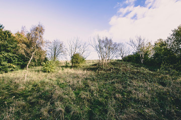 Meadow with leafless trees in early autumn.Idyllic landscape of rural UK.
