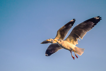 Seagull in the blue sky