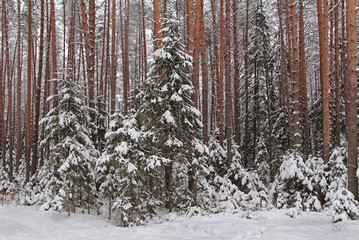 Beautiful winter landscape. Winter forest in the snow.