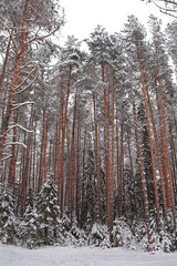 Beautiful winter landscape. Winter forest in the snow.