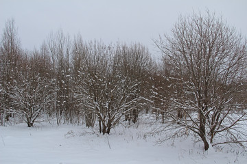 Fototapeta na wymiar Beautiful winter landscape. Winter forest in the snow.