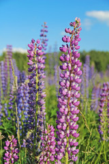 Pink and purple lupine flowers on the field in summer.