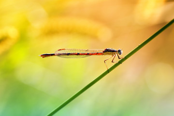 Dragonfly is a predator and rests before hunting