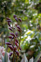 Cymbidium orchid, Orissa Christmas tree, Orchid family