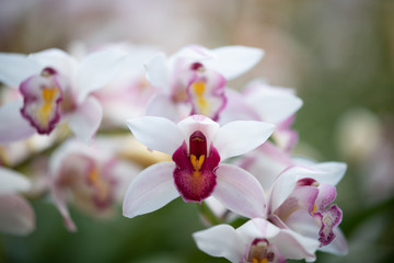 Cymbidium orchid, Orissa Christmas tree, Orchid family