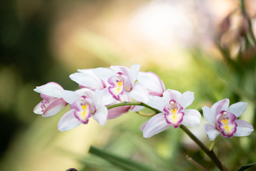 Fototapeta na wymiar Cymbidium orchid, Orissa Christmas tree, Orchid family