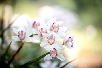 Cymbidium orchid, Orissa Christmas tree, Orchid family