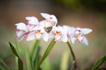 Cymbidium orchid, Orissa Christmas tree, Orchid family