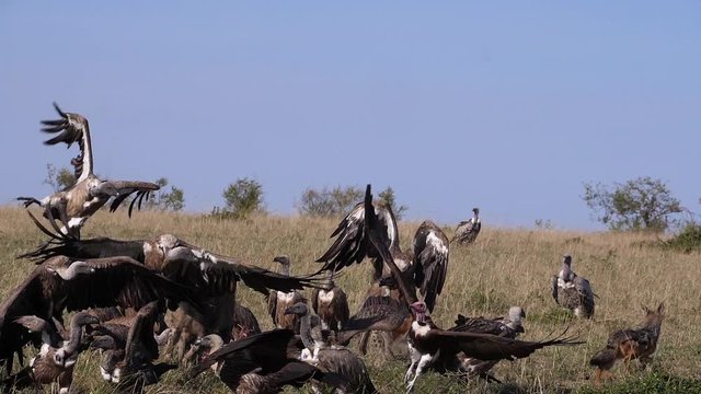 African White Backed Vulture, gyps africanus, Ruppell's Vulture, gyps rueppelli, Black-backed jackal , canis mesomelas, spotted Hyena, crocuta crocuta, Group eating on Carcass,  Kenya, slow motion