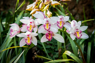 Cymbidium orchid, Orissa Christmas tree, Orchid family