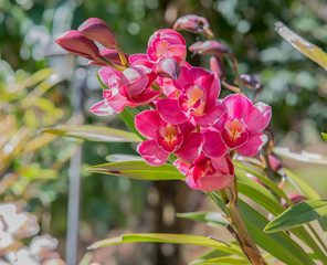 Cymbidium orchid, Orissa Christmas tree, Orchid family