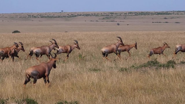 Topi, damaliscus korrigum, Ostrich, Group running through Savannah, Masai Mara Park in Kenya, slow motion