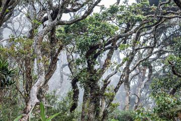 Jungle in the clouds. Amazing landscape