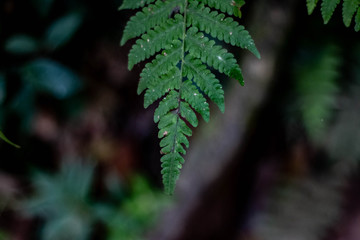  Natural ferns