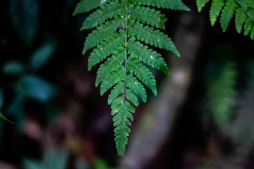  Natural ferns