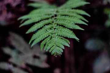  Natural ferns