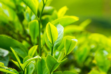 Leaf of tea on a tea plantation, Ceylon