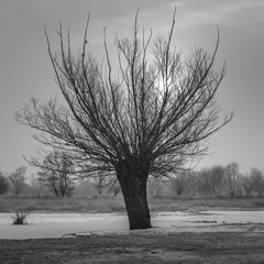 wierzba nad zamarzniętą rzeką © Piotr Szpakowski