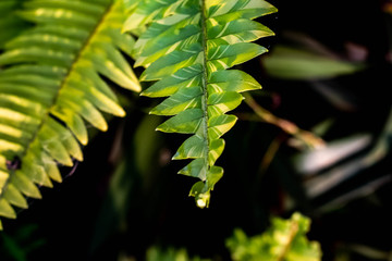  Natural ferns